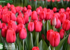 Tulipa Invader ® (2)